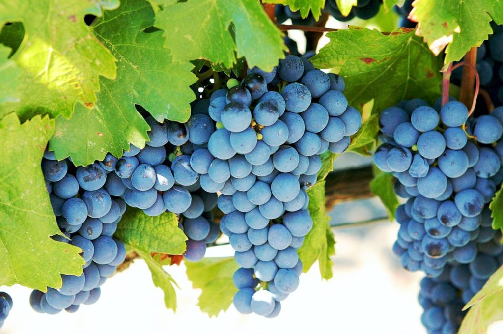 Wines Of Argentina