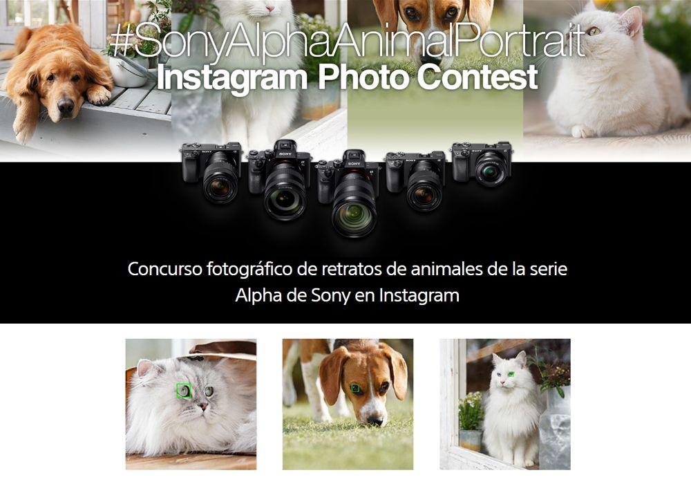 Concurso Sony Alpha