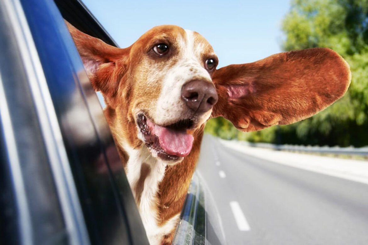 Cabify mascotas