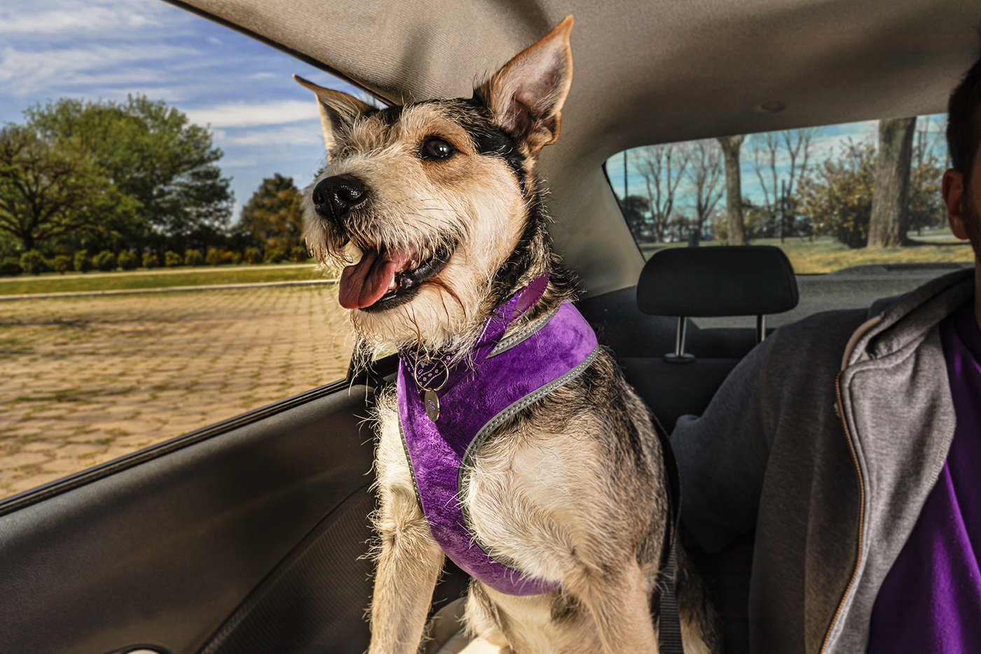 Cabify mascotas