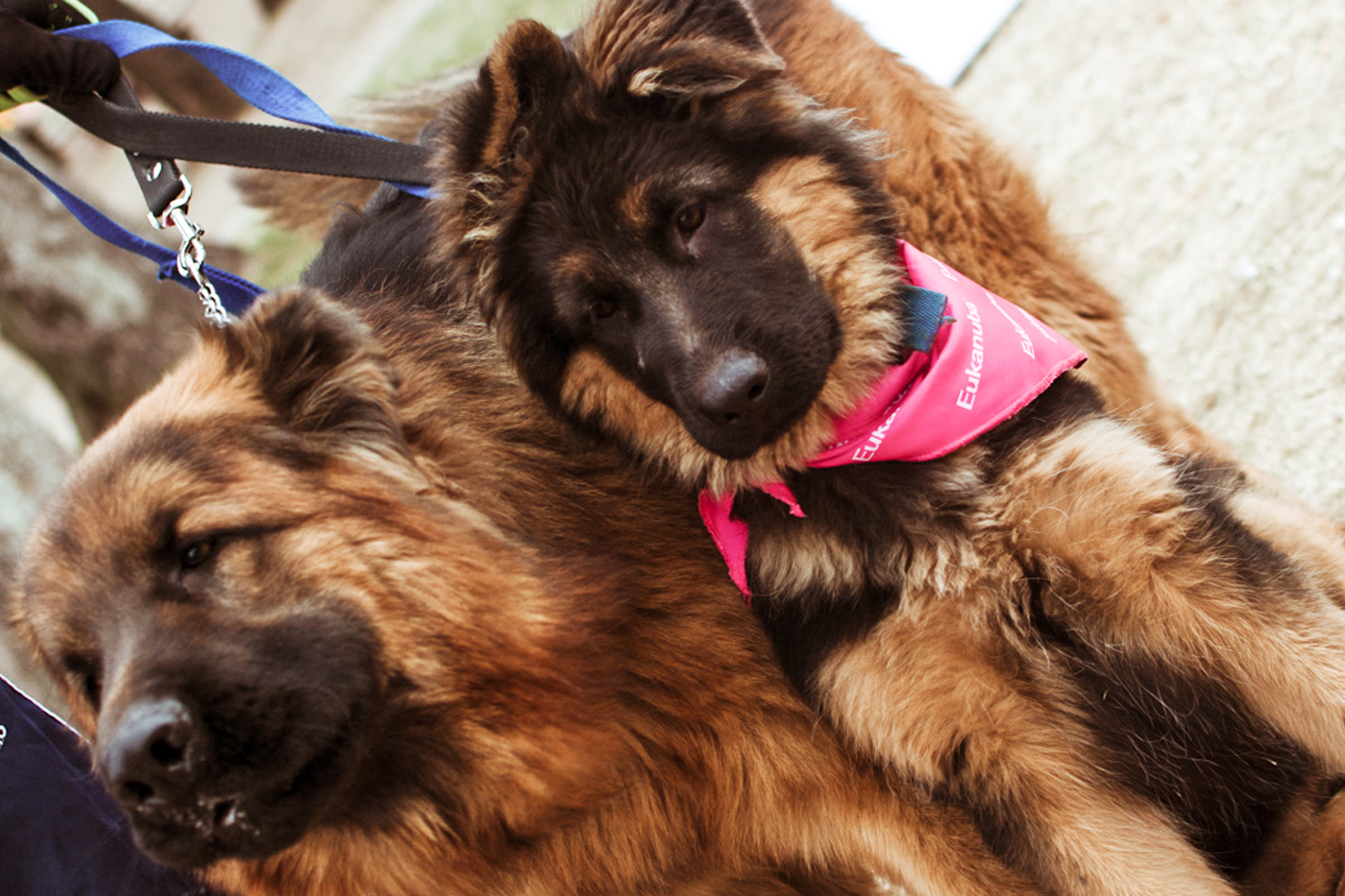 Eukanuba