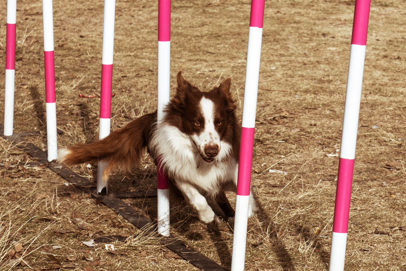 Eukanuba