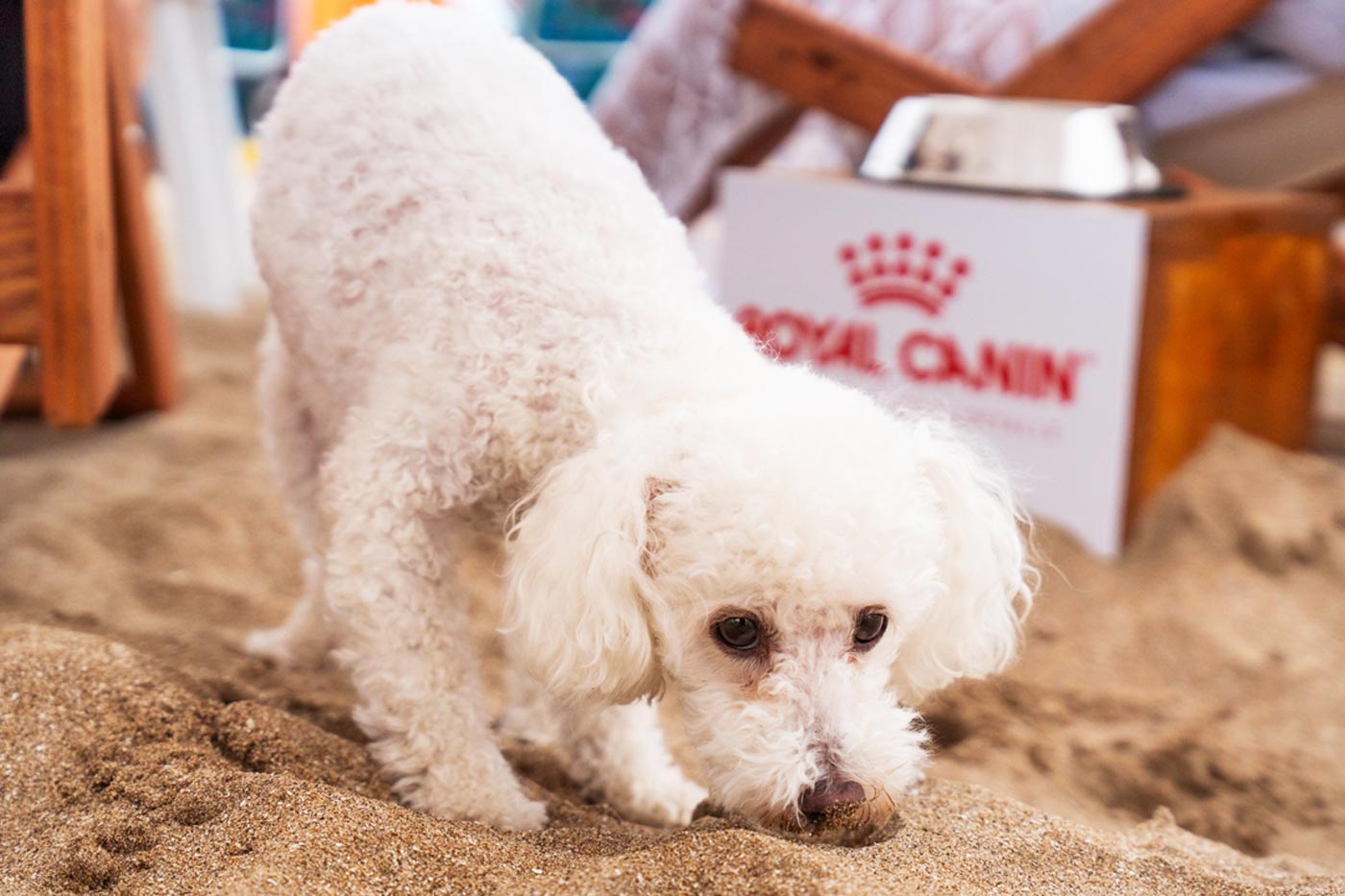 Royal Canin